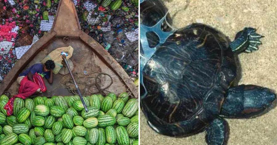 印度滿是垃圾的河流，被塑膠勒住的可憐烏龜，這些觸目驚心的照片，每一張都震撼人心