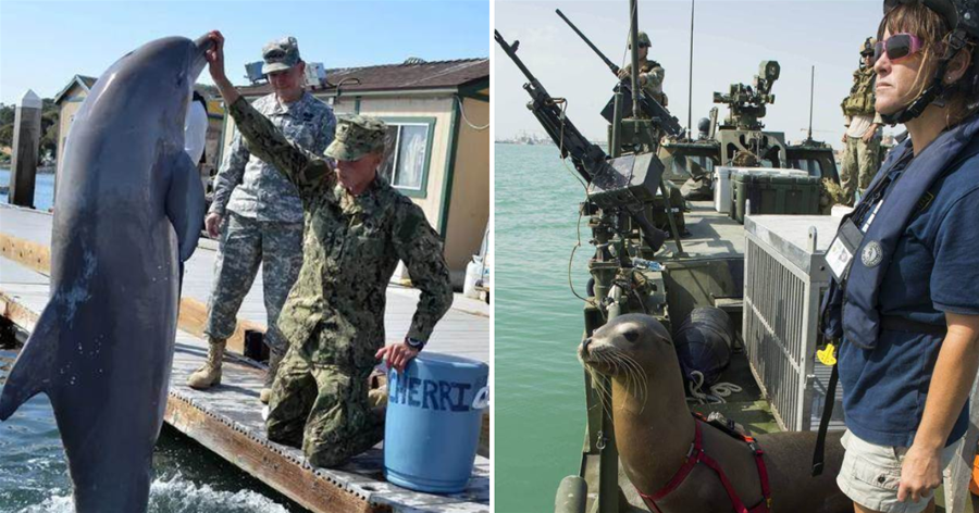 美國的第一道防線：美國海軍用于保護美國核武器庫軍事海豚們