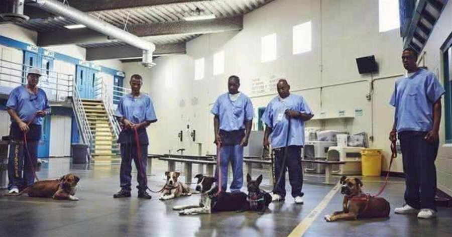 美國的特殊監獄，50多條狼狗日夜看守，平時犯人還要參加鬥牛比賽